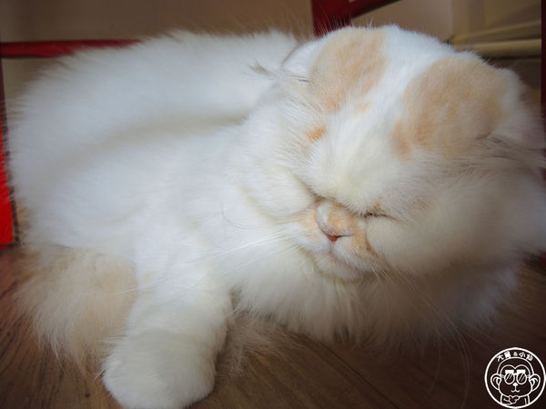 THE WHO 框影咖啡：呷飽祙【台北信義･The Who Cafe 框影】立體貓臉拉花好萌阿