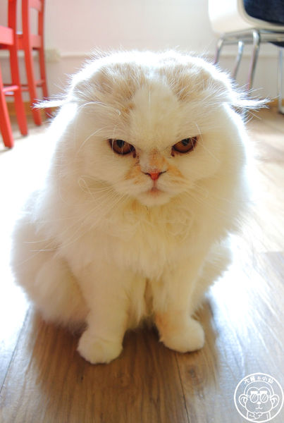 THE WHO 框影咖啡：呷飽祙【台北信義･The Who Cafe 框影】立體貓臉拉花好萌阿