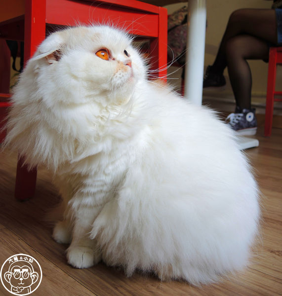 THE WHO 框影咖啡：呷飽祙【台北信義･The Who Cafe 框影】立體貓臉拉花好萌阿