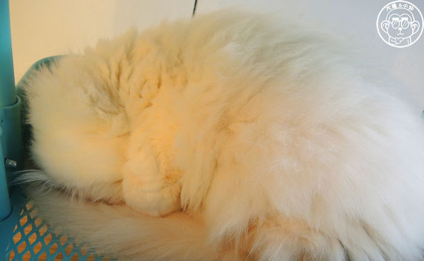 THE WHO 框影咖啡：呷飽祙【台北信義･The Who Cafe 框影】立體貓臉拉花好萌阿