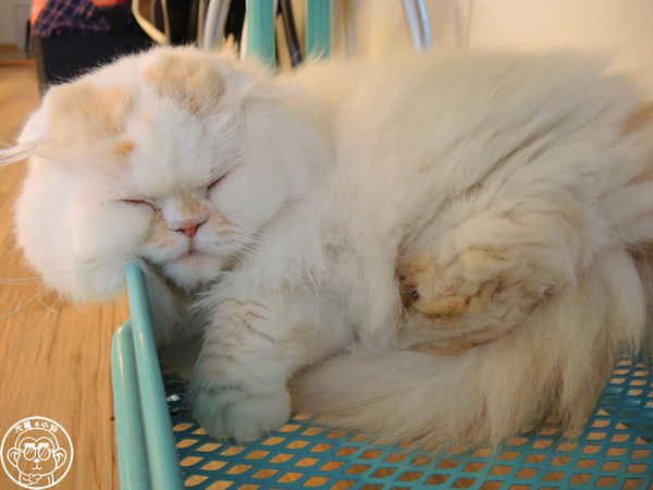 THE WHO 框影咖啡：呷飽祙【台北信義･The Who Cafe 框影】立體貓臉拉花好萌阿