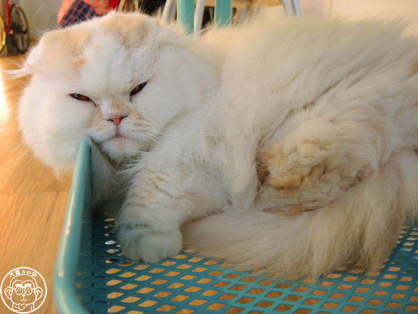 THE WHO 框影咖啡：呷飽祙【台北信義･The Who Cafe 框影】立體貓臉拉花好萌阿