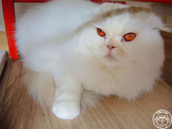 THE WHO 框影咖啡：呷飽祙【台北信義･The Who Cafe 框影】立體貓臉拉花好萌阿