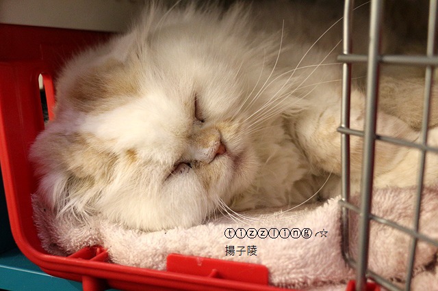 IMG_7731.JPG IMG_7731.JPG