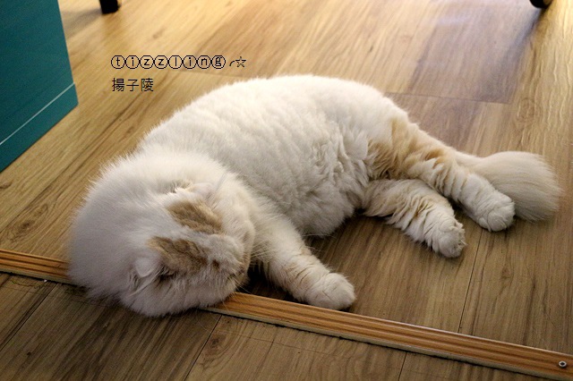 IMG_7721.JPG IMG_7721.JPG