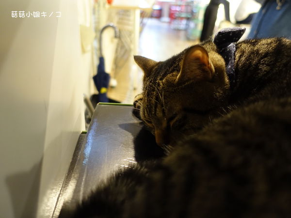 淡水信義線-101/世貿站-超厲害立體貓臉歐雷還有一隻超壯碩店貓~The Who Cafe 框影咖啡(信義店)~