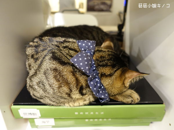 淡水信義線-101/世貿站-超厲害立體貓臉歐雷還有一隻超壯碩店貓~The Who Cafe 框影咖啡(信義店)~