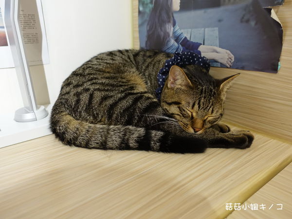 淡水信義線-101/世貿站-超厲害立體貓臉歐雷還有一隻超壯碩店貓~The Who Cafe 框影咖啡(信義店)~