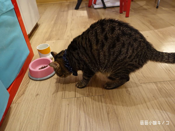 淡水信義線-101/世貿站-超厲害立體貓臉歐雷還有一隻超壯碩店貓~The Who Cafe 框影咖啡(信義店)~