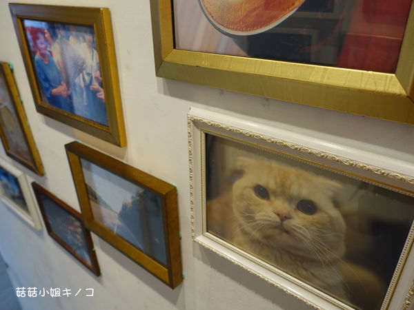 淡水信義線-101/世貿站-超厲害立體貓臉歐雷還有一隻超壯碩店貓~The Who Cafe 框影咖啡(信義店)~