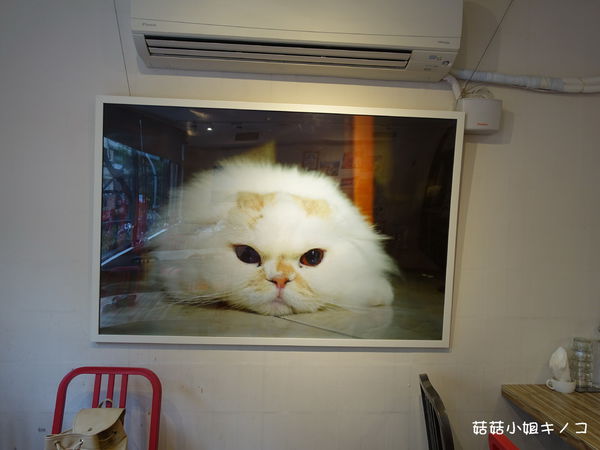 淡水信義線-101/世貿站-超厲害立體貓臉歐雷還有一隻超壯碩店貓~The Who Cafe 框影咖啡(信義店)~