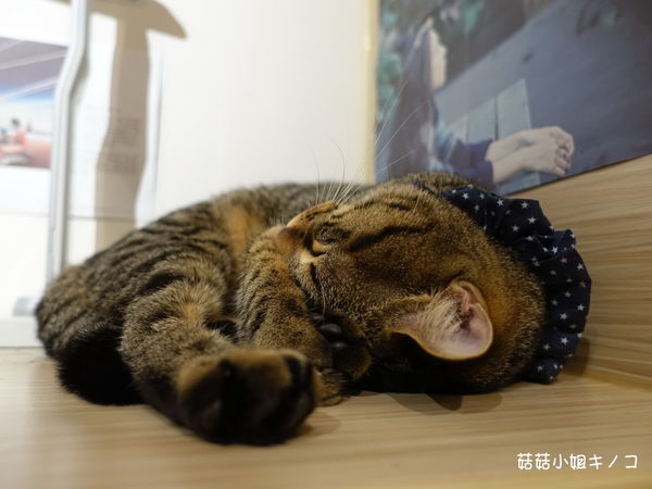 淡水信義線-101/世貿站-超厲害立體貓臉歐雷還有一隻超壯碩店貓~The Who Cafe 框影咖啡(信義店)~