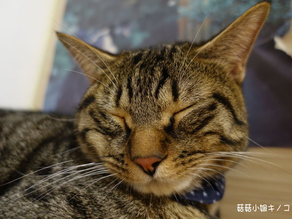 淡水信義線-101/世貿站-超厲害立體貓臉歐雷還有一隻超壯碩店貓~The Who Cafe 框影咖啡(信義店)~