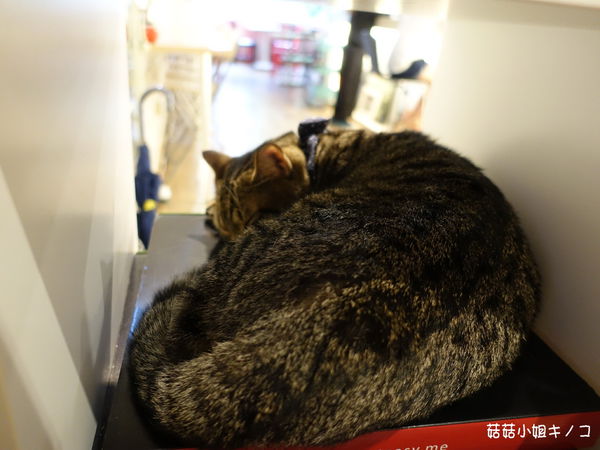 淡水信義線-101/世貿站-超厲害立體貓臉歐雷還有一隻超壯碩店貓~The Who Cafe 框影咖啡(信義店)~