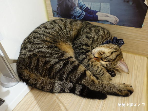 淡水信義線-101/世貿站-超厲害立體貓臉歐雷還有一隻超壯碩店貓~The Who Cafe 框影咖啡(信義店)~