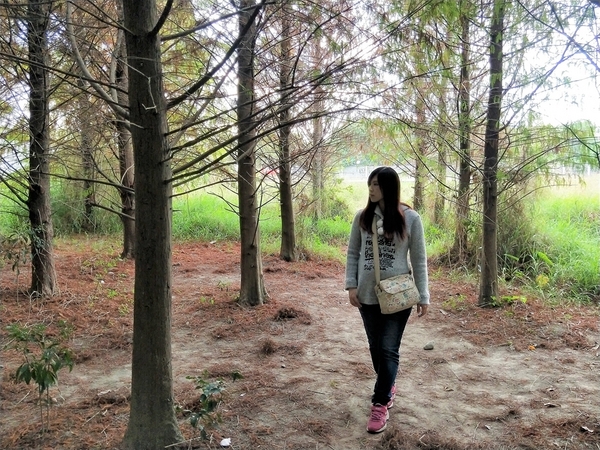 台中霧峰落羽松：【台中霧峰景點】霧峰落羽松~拍攝婚紗及畢業照取景點  情侶拍照趴趴走必來打卡地標