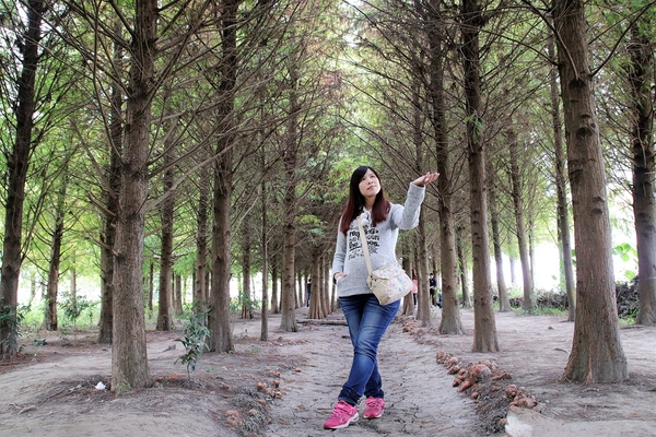 台中霧峰落羽松：【台中霧峰景點】霧峰落羽松~拍攝婚紗及畢業照取景點  情侶拍照趴趴走必來打卡地標