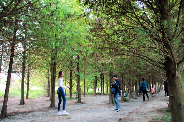 台中霧峰落羽松：【台中霧峰景點】霧峰落羽松~拍攝婚紗及畢業照取景點  情侶拍照趴趴走必來打卡地標