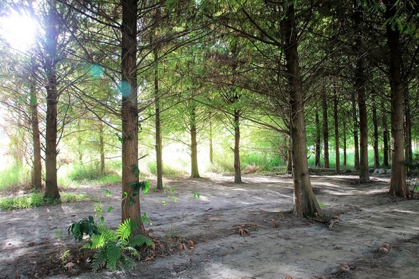 台中霧峰落羽松：【台中霧峰景點】霧峰落羽松~拍攝婚紗及畢業照取景點  情侶拍照趴趴走必來打卡地標