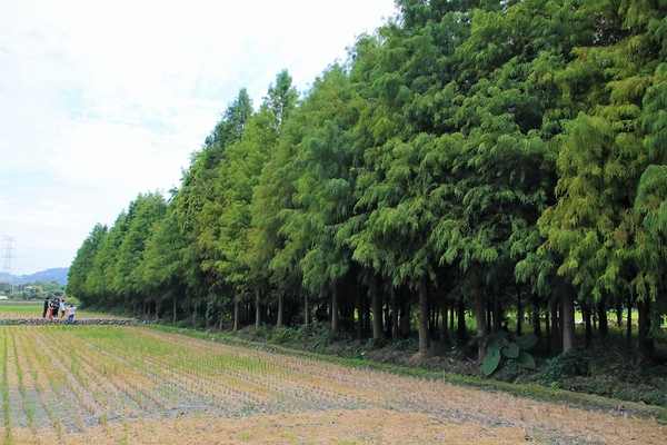台中霧峰落羽松：【台中霧峰景點】霧峰落羽松~拍攝婚紗及畢業照取景點  情侶拍照趴趴走必來打卡地標