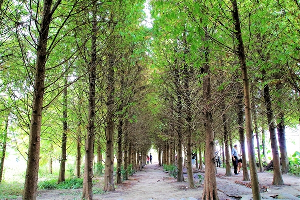 台中霧峰落羽松：【台中霧峰景點】霧峰落羽松~拍攝婚紗及畢業照取景點  情侶拍照趴趴走必來打卡地標