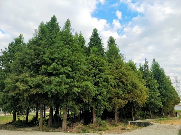 台中霧峰落羽松：【台中霧峰景點】霧峰落羽松~拍攝婚紗及畢業照取景點  情侶拍照趴趴走必來打卡地標