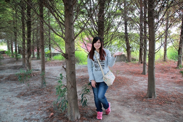 台中霧峰落羽松：【台中霧峰景點】霧峰落羽松~拍攝婚紗及畢業照取景點  情侶拍照趴趴走必來打卡地標