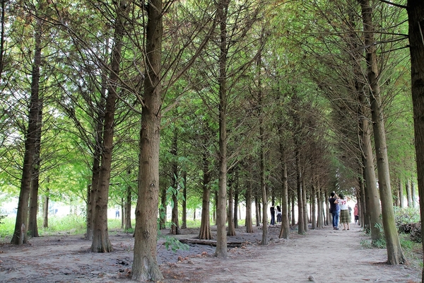 台中霧峰落羽松：【台中霧峰景點】霧峰落羽松~拍攝婚紗及畢業照取景點  情侶拍照趴趴走必來打卡地標