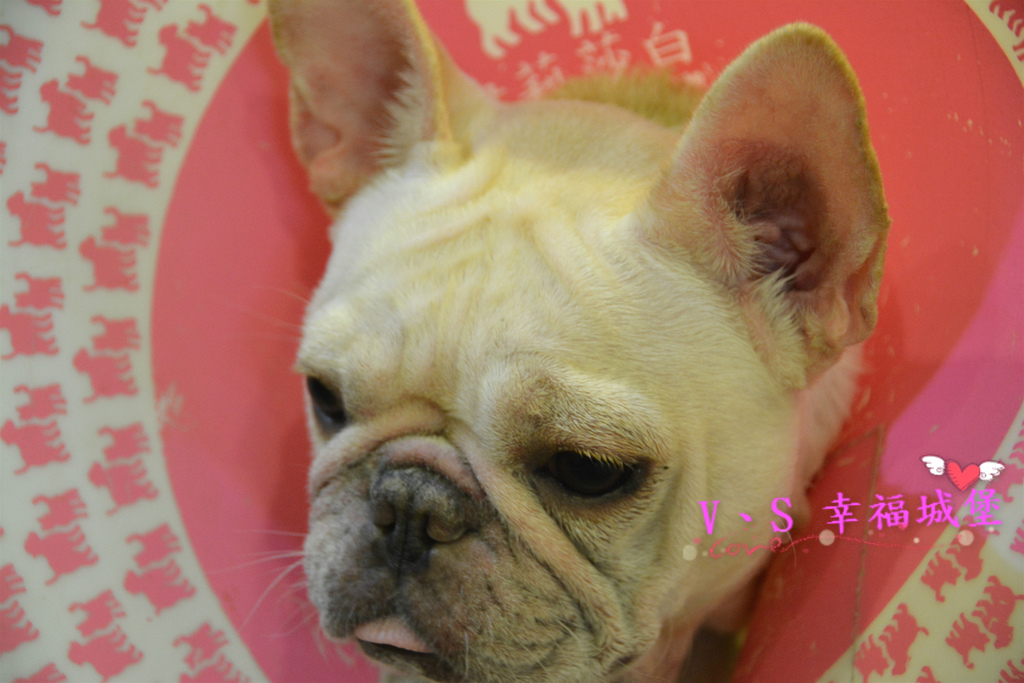 【台北美食】捷運雙連站 可可芭蕾 ~ CP值超高好吃早午餐,享用豐富下午茶,低調隱身巷弄中的寵物友善餐廳,快來讓可愛店長"可可"陪你享用美食吧 !