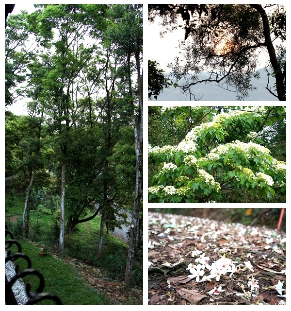 走入山林只為掬一捧桐花--三義綠波浪會館