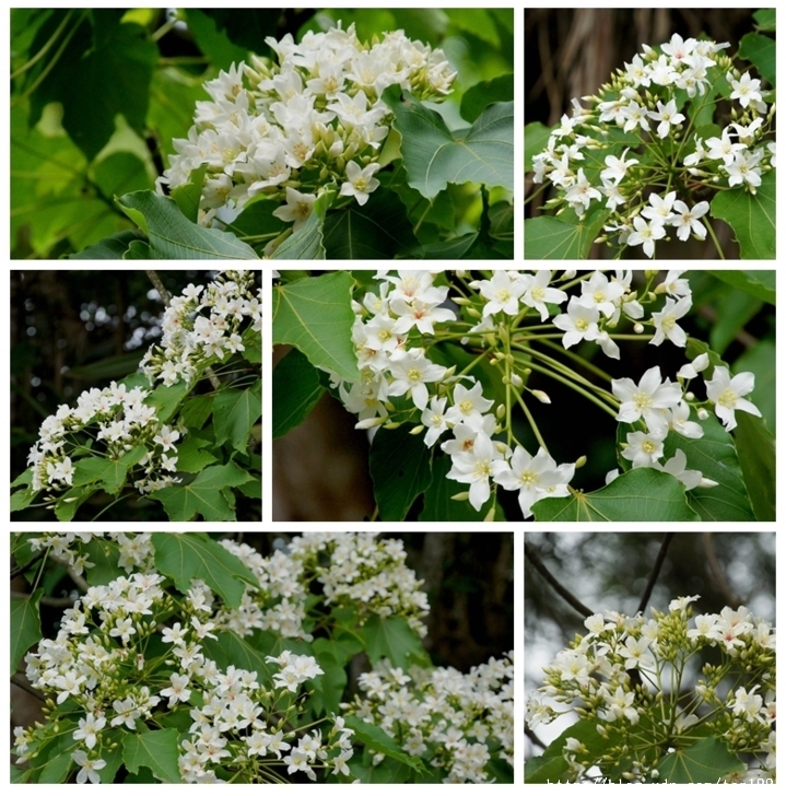 走入山林只為掬一捧桐花--三義綠波浪會館