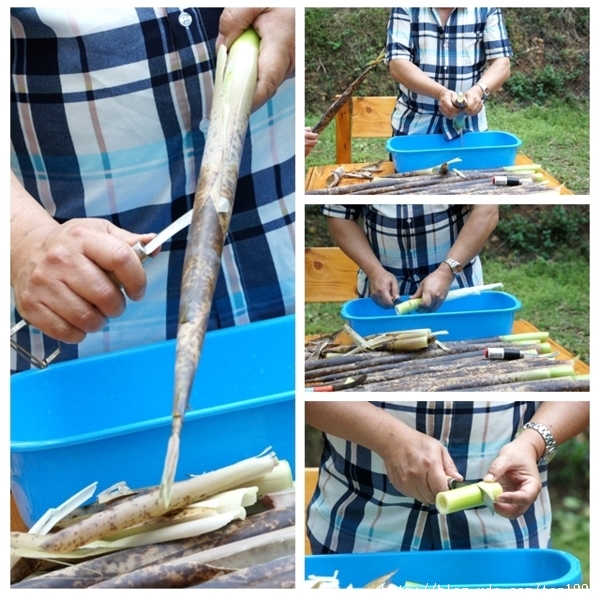 走入山林只為掬一捧桐花--三義綠波浪會館