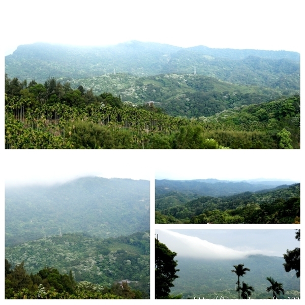 走入山林只為掬一捧桐花--三義綠波浪會館