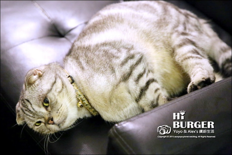 【永和】HI BURGER 美式漢堡餐廳 ~ 隱身巷弄之中的優質好店 厚實漢堡肉大口吃爽爽!!! 捷運頂溪站 / 有WIFI / 寵物友善餐廳