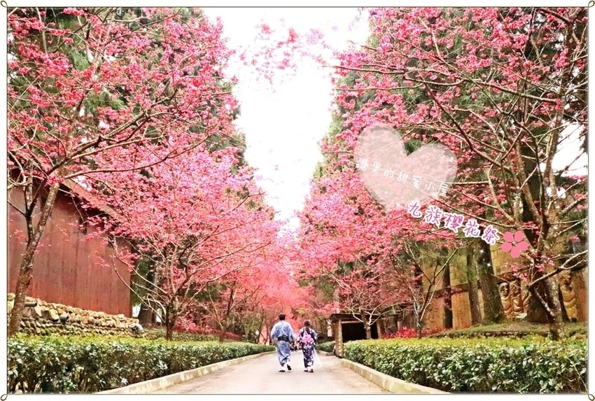 九族櫻花祭 (1).JPG