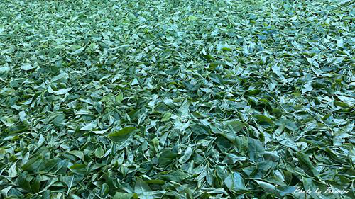 0930 日月老茶廠13.jpg