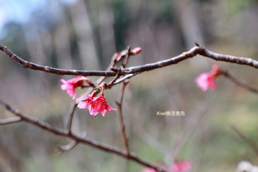 南投日月老茶廠｜南投魚池景點茶金拍攝場景，隱藏山林間的老茶廠，必拍必遊日月潭行程