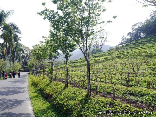 日月老茶廠 (9).JPG