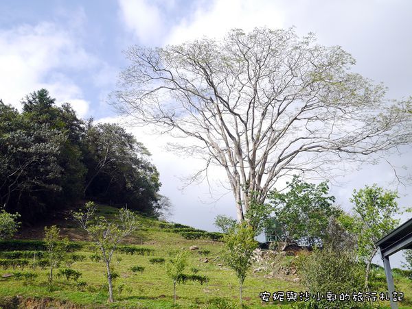 日月老茶廠 (3).JPG