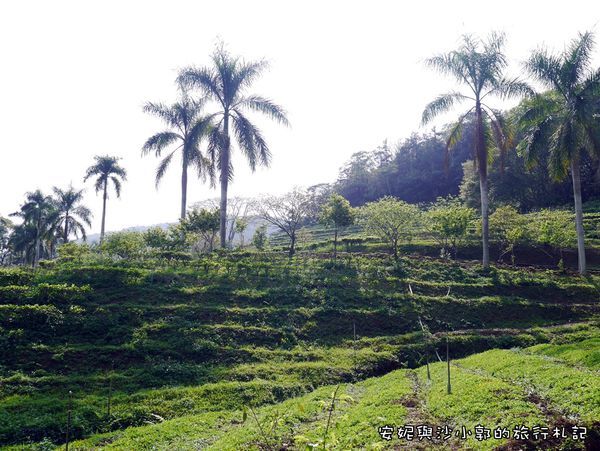 日月老茶廠 (8).JPG