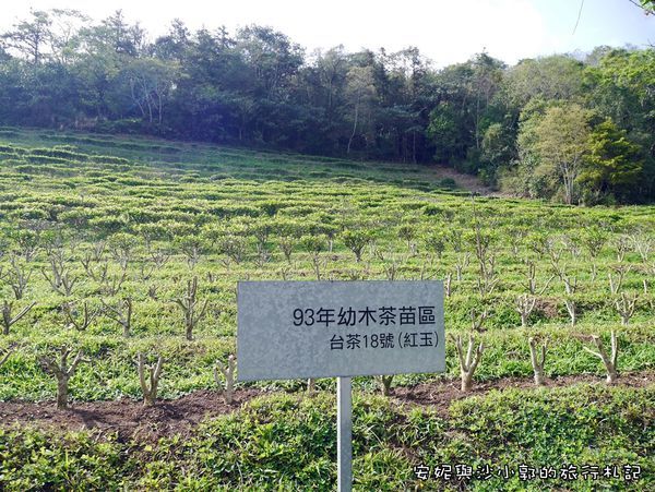 日月老茶廠 (10).JPG