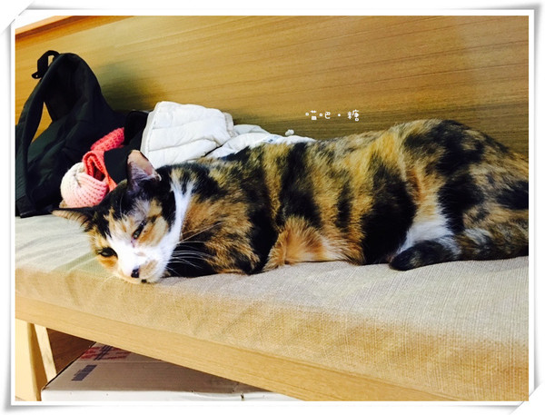 喵吧咖啡廳：【台北松山】喵吧 meow bar