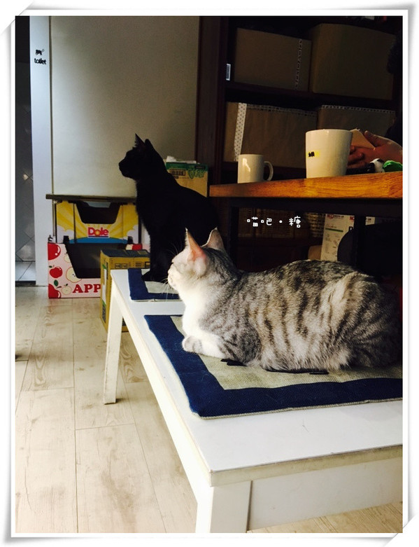 喵吧咖啡廳：【台北松山】喵吧 meow bar
