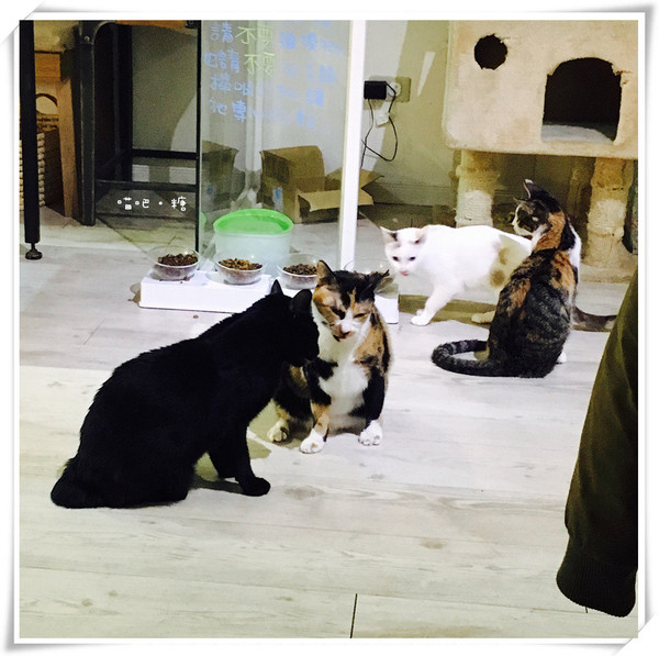 喵吧咖啡廳：【台北松山】喵吧 meow bar