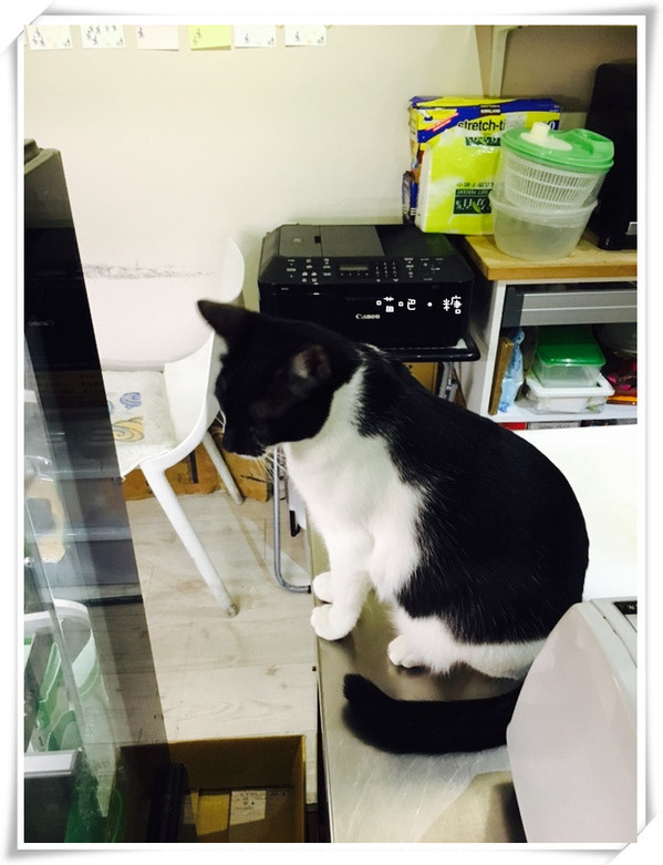 喵吧咖啡廳：【台北松山】喵吧 meow bar