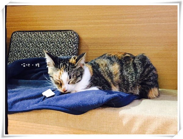 喵吧咖啡廳：【台北松山】喵吧 meow bar