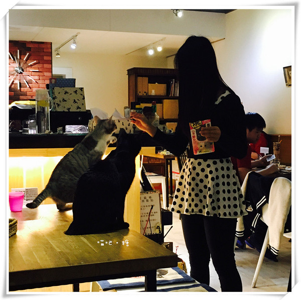 喵吧咖啡廳：【台北松山】喵吧 meow bar