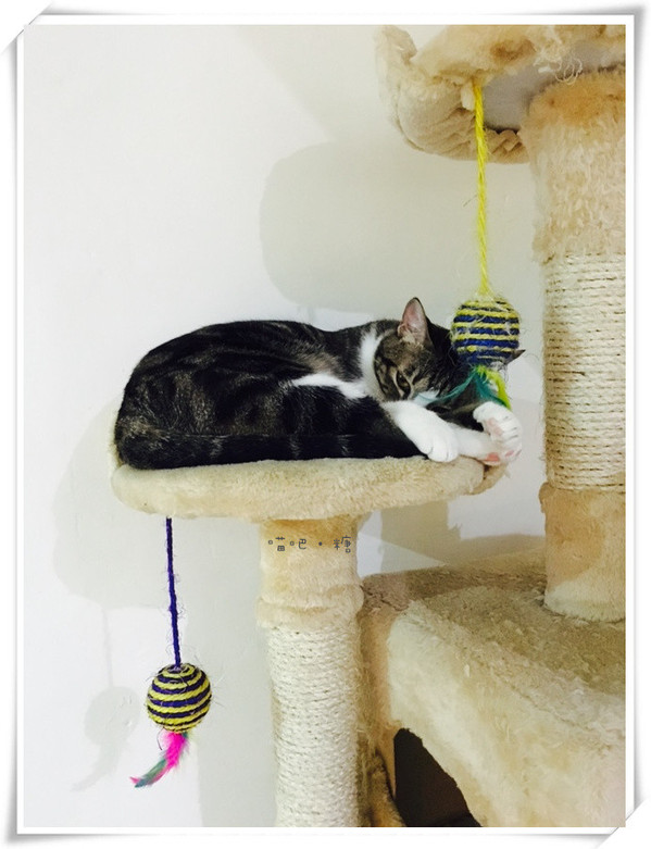 喵吧咖啡廳：【台北松山】喵吧 meow bar