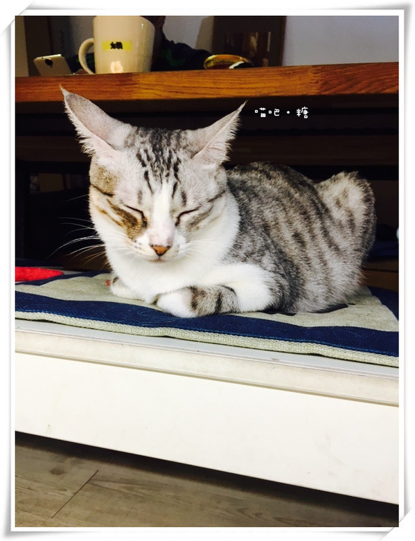 喵吧咖啡廳：【台北松山】喵吧 meow bar