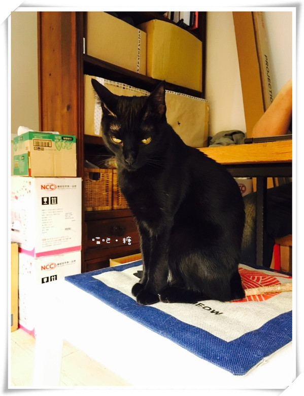 喵吧咖啡廳：【台北松山】喵吧 meow bar